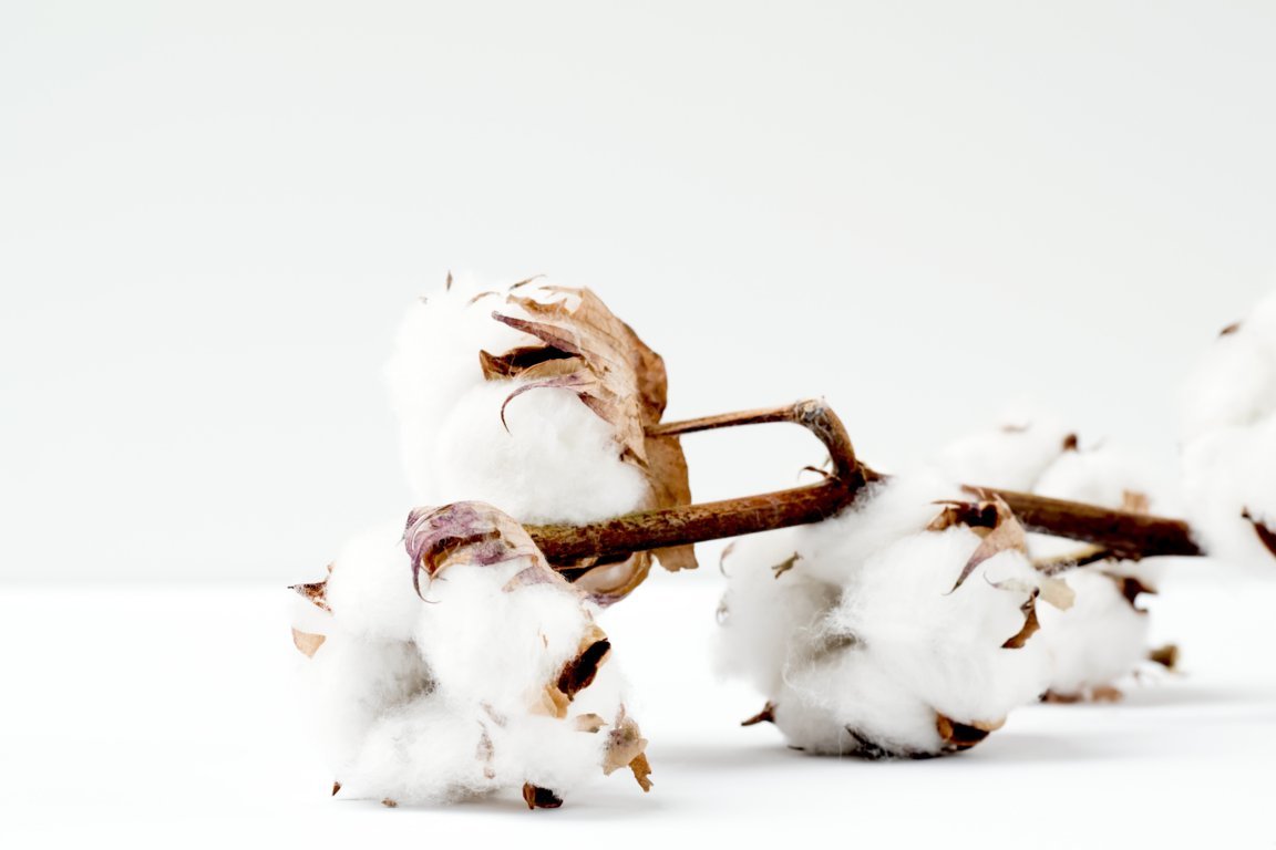 cotton-fiber